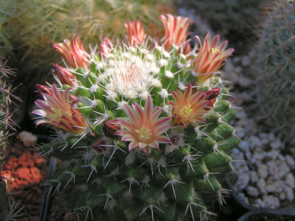 Mammillaria conzatii